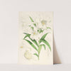 Lilium lingiflorium by Walter Hood Fitch