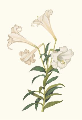 Lilium Longiflorum.