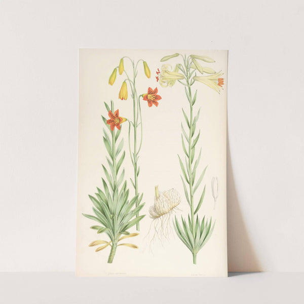 Lilium maritimum by Walter Hood Fitch