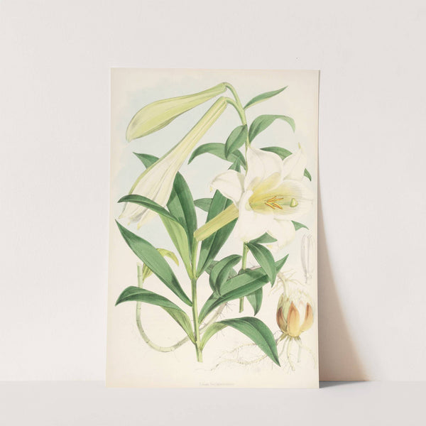 Lilium Neilgherriense by Walter Hood Fitch