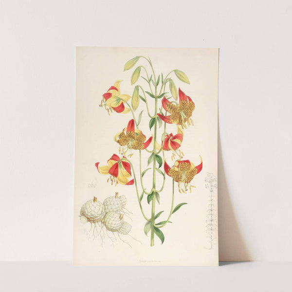 Lilium pardalinum by Walter Hood Fitch