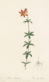 Lilium penduliflorum (1802-1816)