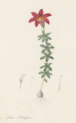 Lilium philadelphicum (1802-1816)