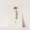 Lilium philadelphicum (1802-1816) by Pierre Joseph Redouté