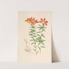Lilium Philadelphicum by Walter Hood Fitch