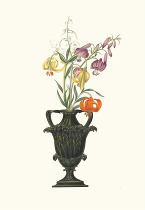 Lilium Pomponium, Lilium Chalcedonicum
