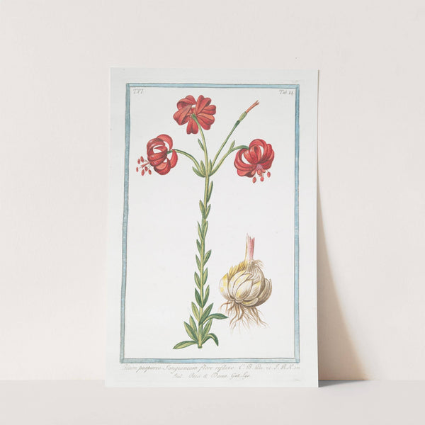 Lilium purpureo, sanguineum flore reflexo - Ricci di Dama - Lys by Giorgio Bonelli