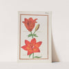 Lilium rubrum bulbiferum ; lilium cruentum praecox (1624) by Daniel Rabel