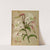 Lilium Speciosum Album ( Lancifolium Album) (1872-1881) by Arentina Hendrica Arendsen