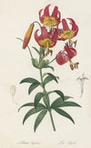 Lilium superbum (1802-1816)