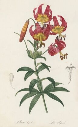 Lilium superbum (1802-1816)