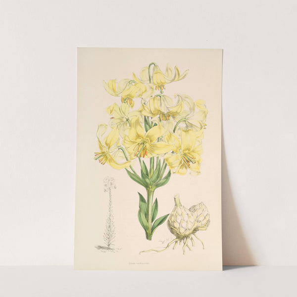 Lilium testaceum by Walter Hood Fitch