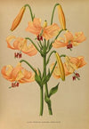 Lilium Testaceum (1872-1881)
