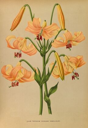 Lilium Testaceum (1872-1881)