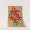Lilium Thunbergianum Venustum . ( L Venustum ) (1872-1881) by Arentina Hendrica Arendsen