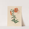 Lilium tigrinum (1818-1824) by Gaetano Savi