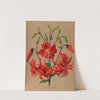 Lilium Tigrinum Flore Pleno. (1872-1881) by Arentina Hendrica Arendsen