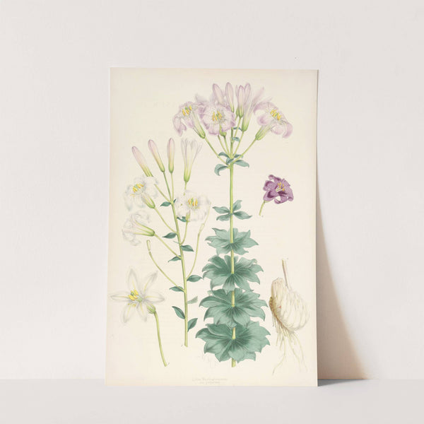 Lilium Washingtonianum var purpureum by Walter Hood Fitch