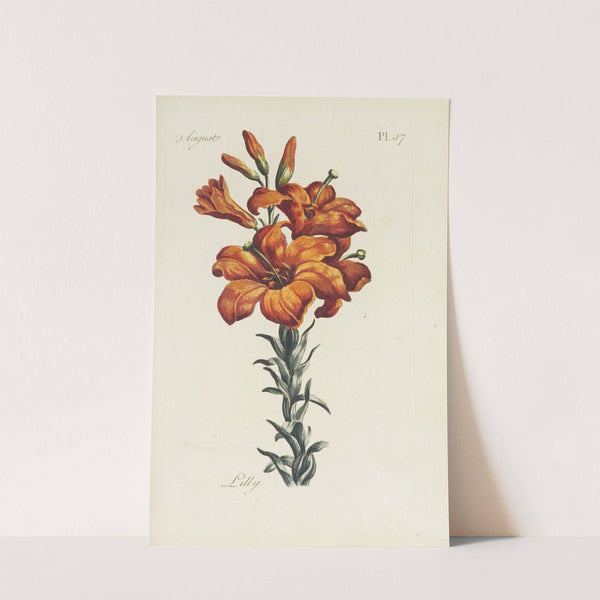 Lilly by Carington Bowles