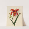Lily (1875) by Mary Vaux Walcott