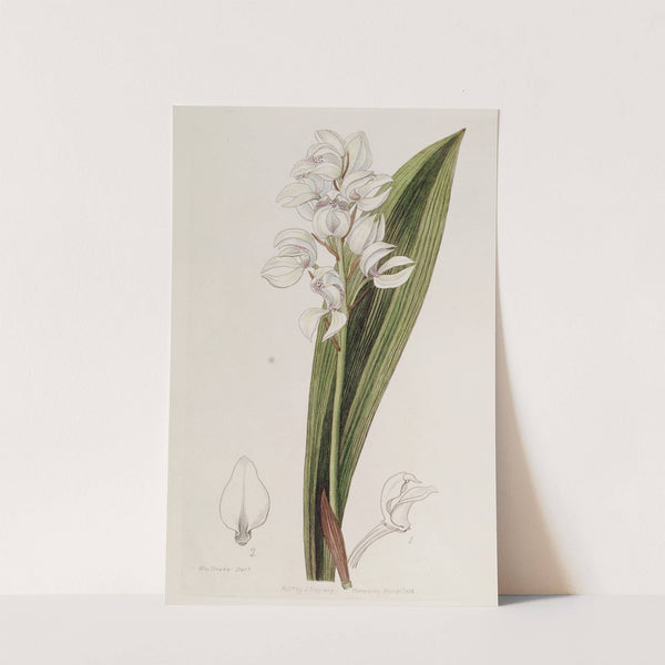 Lily-flowered Govenia by Sydenham Edwards