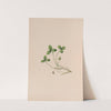Lily Of The Valley by John Stevens Henslow