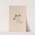Lily Of The Valley by John Stevens Henslow