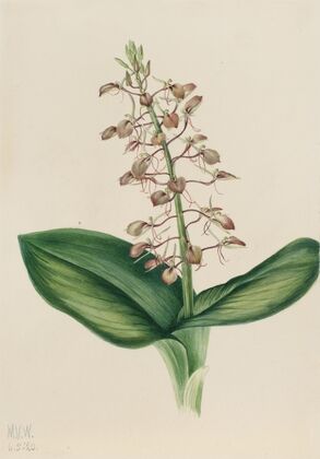Showy Oxytrope (Oxytropis splendens) (1922)