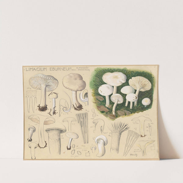 Limacium eburneum Bull. (1915-1945) by Hans Walty