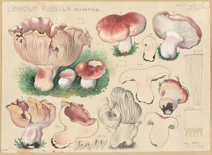 Limacium russula Schaeffer (1915-1945)