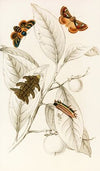 Limacodes Cippus, Ecnomidea Pithecium