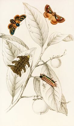 Limacodes Cippus, Ecnomidea Pithecium