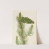 Limber Pine (Pinus flexilis) (1920) by Mary Vaux Walcott