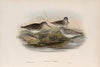 Limicola pygmæa. Broad-billed Sandpiper. (1862-1873)