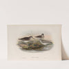 Limicola pygmæa. Broad-billed Sandpiper. (1862-1873) by John Gould