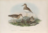 Limnocinclus pectoralis. Pectoral Sandpiper. (1862-1873)