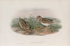 Limnocryptes gallinula. Jack Snipe. (1862-1873)