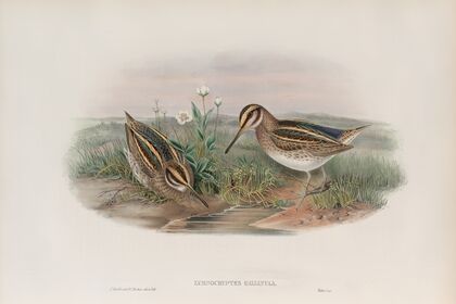 Limnocryptes gallinula. Jack Snipe. (1862-1873)