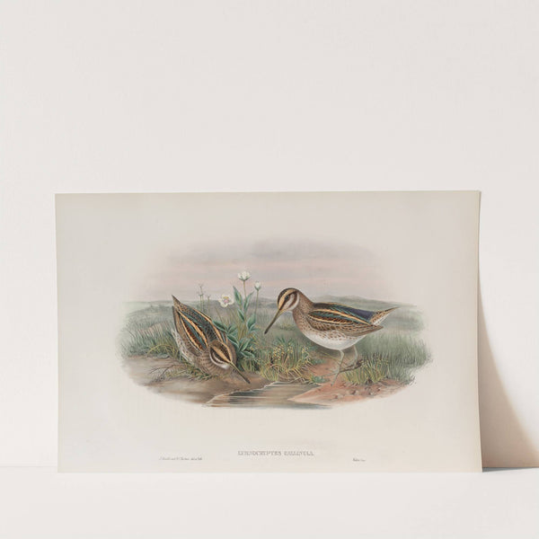 Limnocryptes gallinula. Jack Snipe. (1862-1873) by John Gould