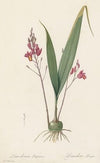 Limodorum purpureum (1802-1816)