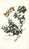 Limonia trifoliata