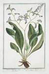 Limonium maritimum majus – Behen – Le Behen rouge. (Sea lavender)