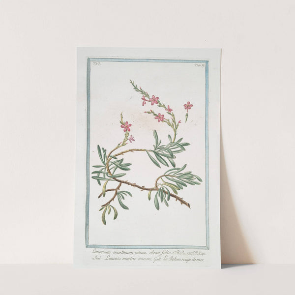 Limonium maritimum minus, oleae folio - Limonio marino minore - Le Behen rouge de mer. (Sea lavender) by Giorgio Bonelli
