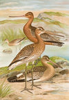 Limosa limosa, Limosa lapponica