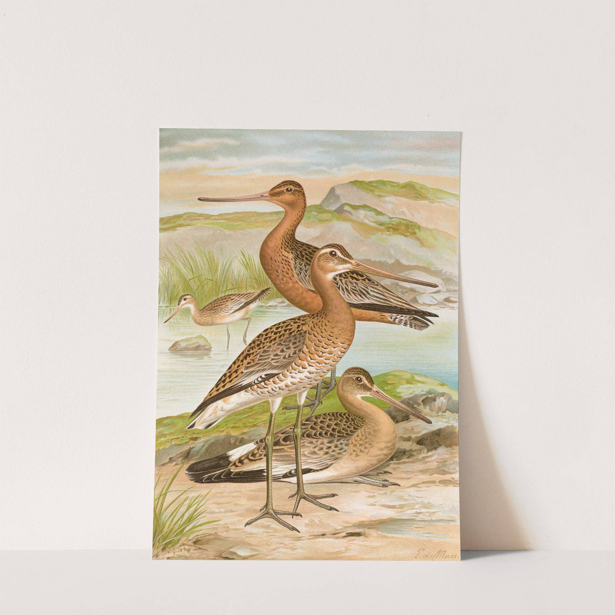 Limosa limosa, Limosa lapponica by Johann Friedrich Naumann