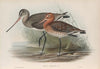 Limosa melanura. Black-tailed Godwit. (1862-1873)