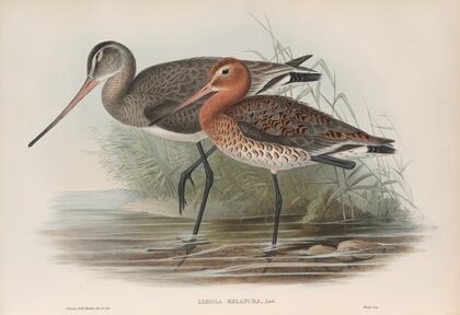 Limosa melanura. Black-tailed Godwit. (1862-1873)
