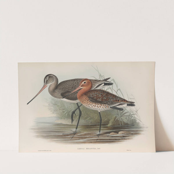 Limosa melanura. Black-tailed Godwit. (1862-1873) by John Gould