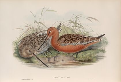 Limosa rufa. Bar-tailed Godwit. (1862-1873)