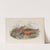 Limosa rufa. Bar-tailed Godwit. (1862-1873) by John Gould